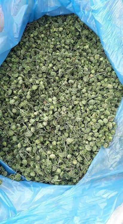 500g nụ tam thất bao tử