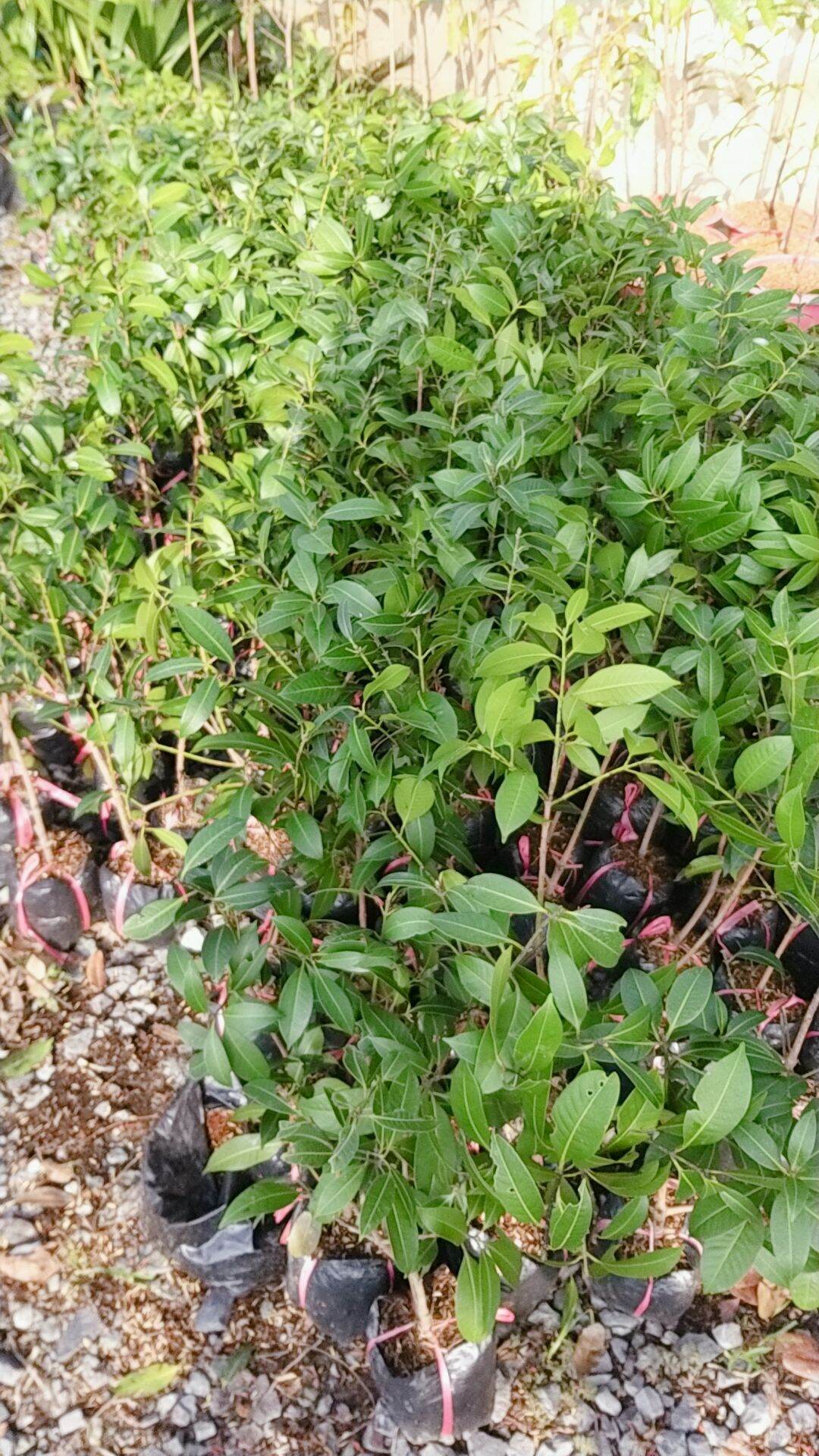 CÂY GIỐNG THANH TRÀ