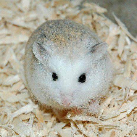 1kg Thức ăn cho chuột hamter 🐀như hình !!