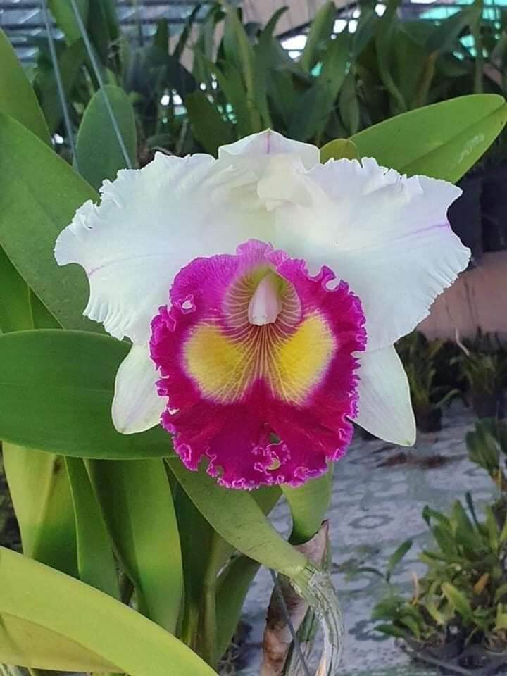 Lan Cattleya màu 2 , 1 cốc