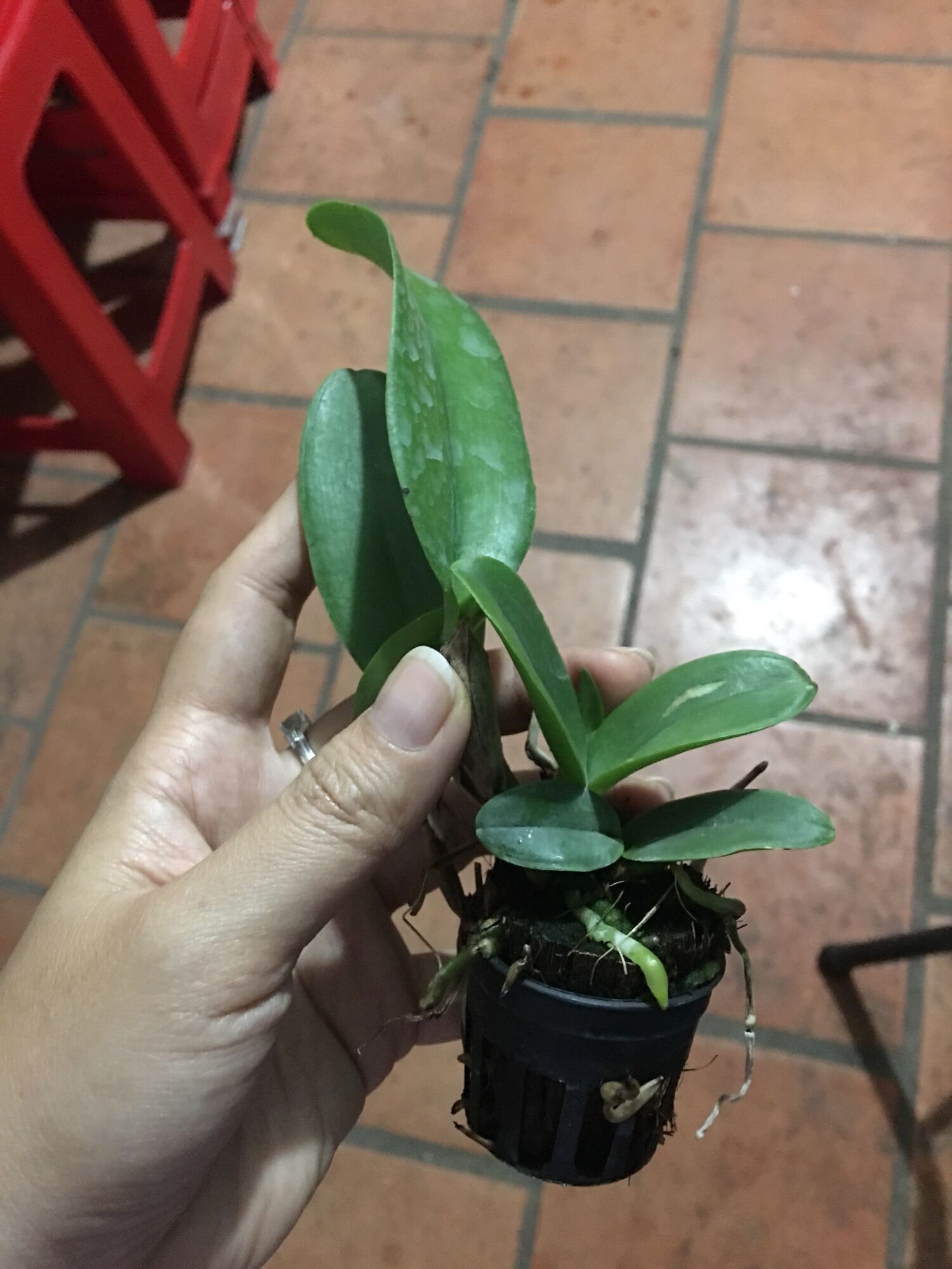 [HCM]Lan Cattleya TN19 Hoa Chùm Đỏ Vàng (cây con)