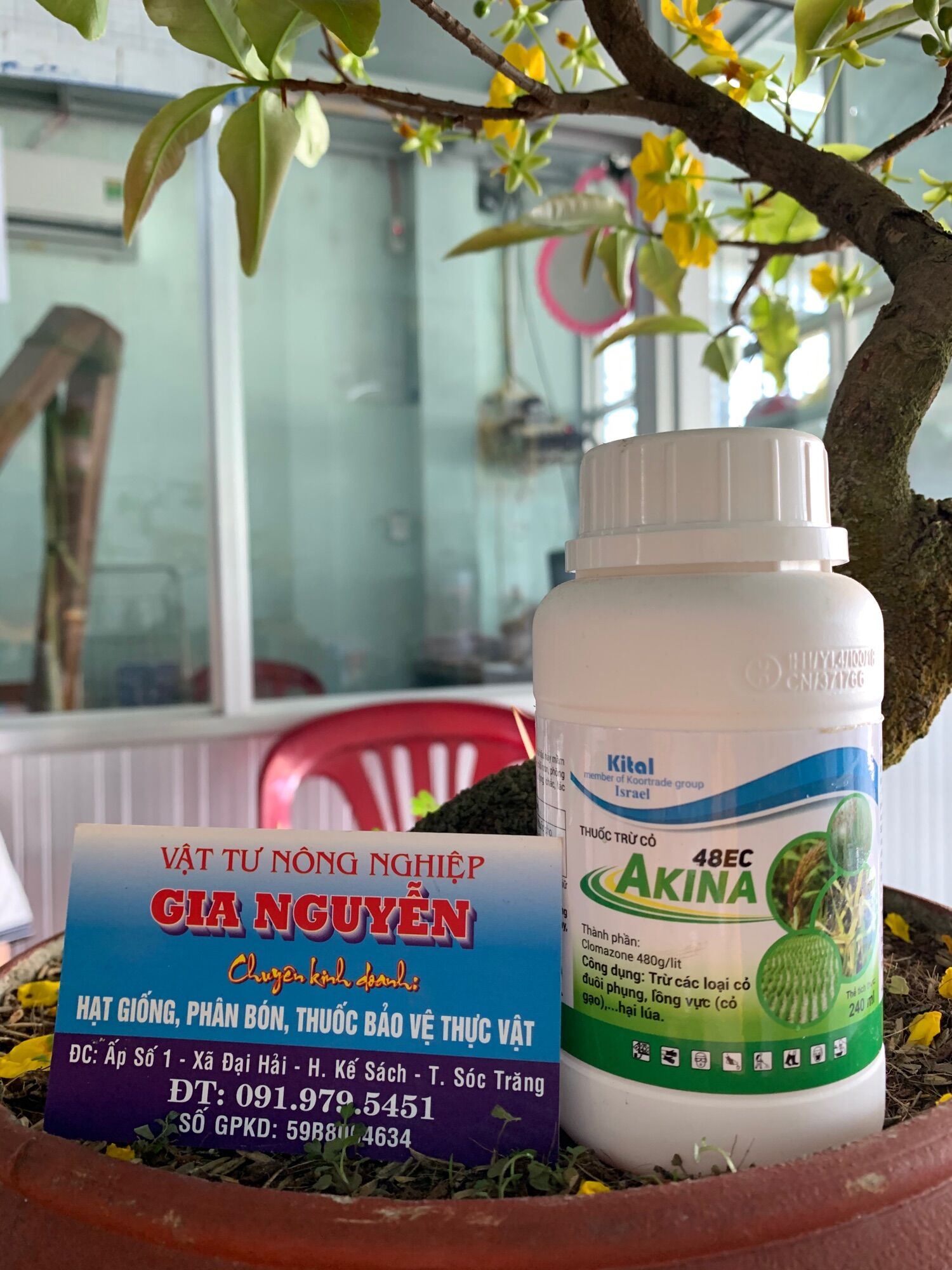 Trừ cỏ akina 48ec cỏ đuôi phụng, lồng vực 240ml