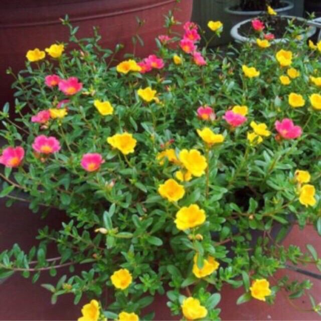 Chậu hoa cây giống hoa sam/ mười giờ