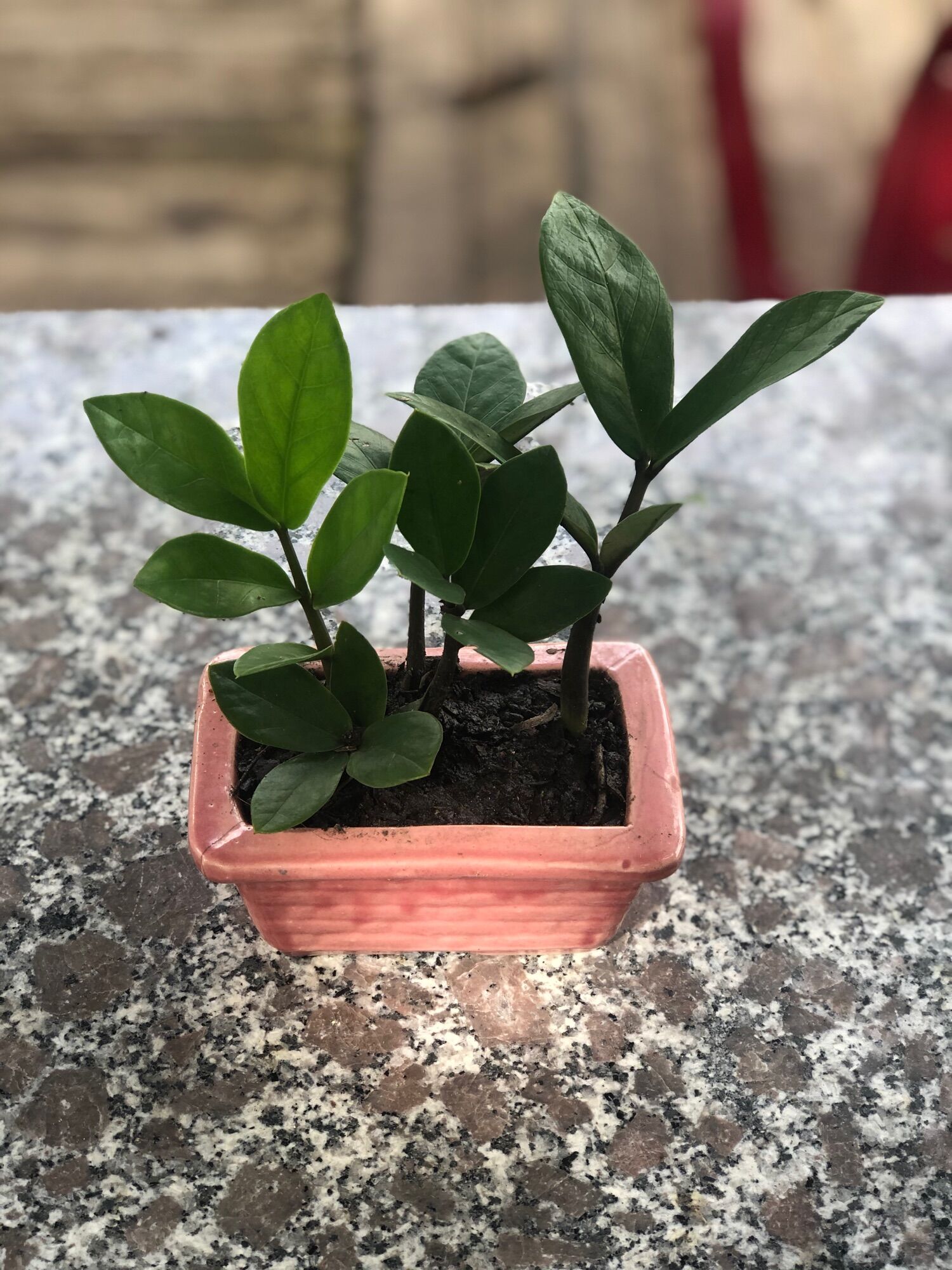 Mầm cây kim tiền mini