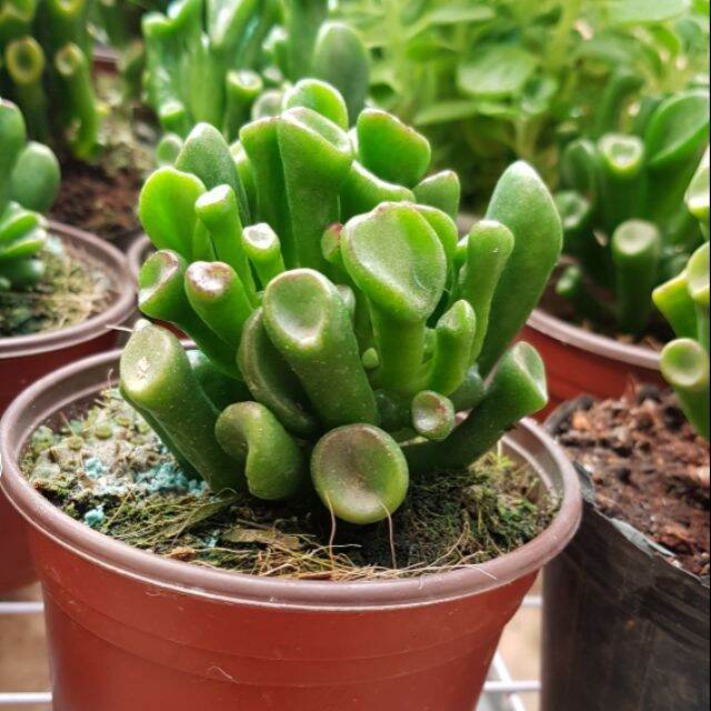 Sen đá Ống Điếu ( size 5-10 cm)