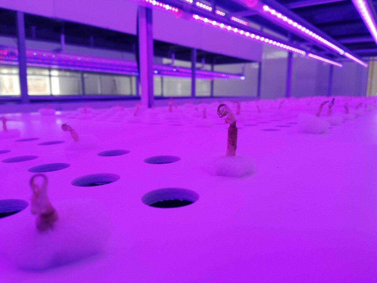 Đèn Led trồng rau, led thực vật thanh 1m 12v màu 3 đỏ 1 xanh chuyên dụng cho nông nghiêp