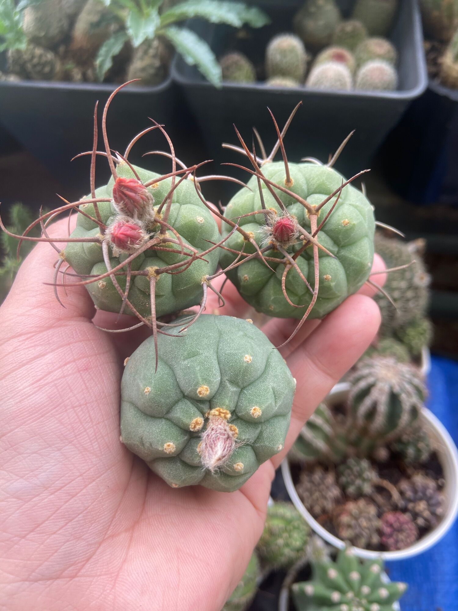 [HCM]Xương Rồng Matu Vườn Ươm