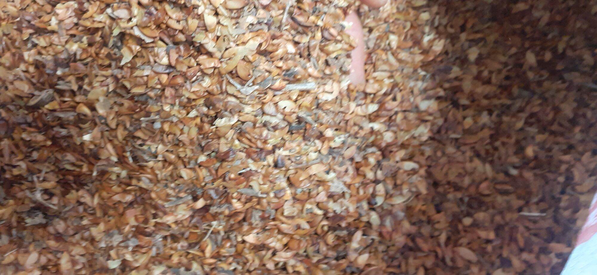 500 gram Lagerstroemia speciosa seed