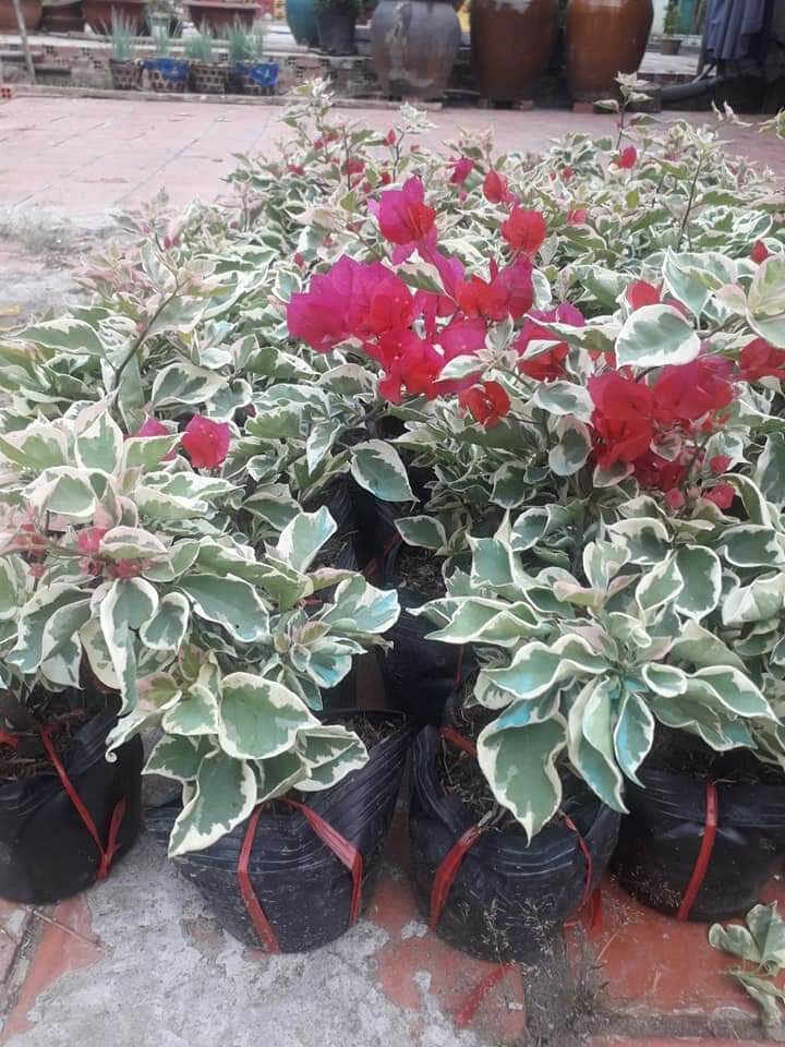 Bông giấy cẩm thạch