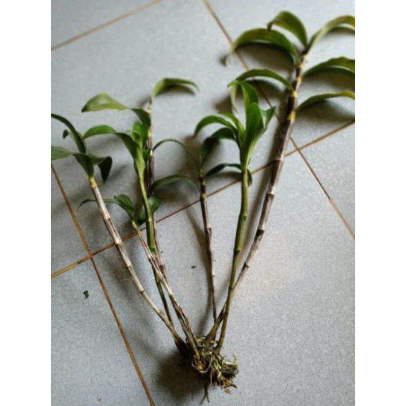 Lan Rừng Kiều Tím ( 1cụm)