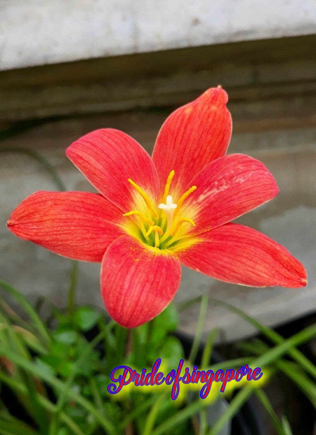 huệ mưa đỏ (pos)
