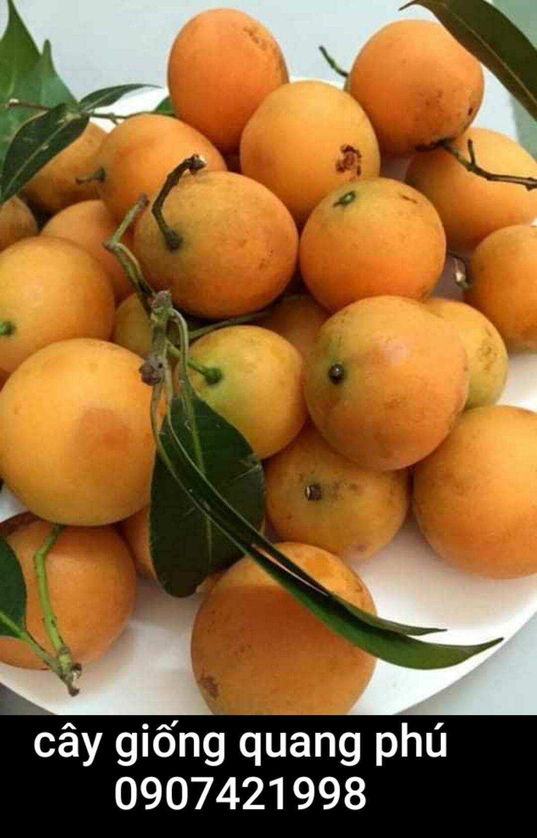 Cây giống thanh trà