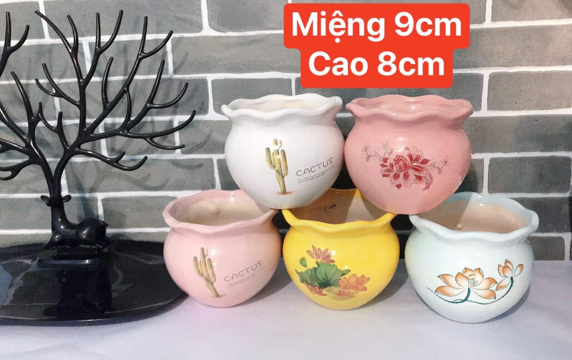 Chậu sứ miệng bèo trồng cây