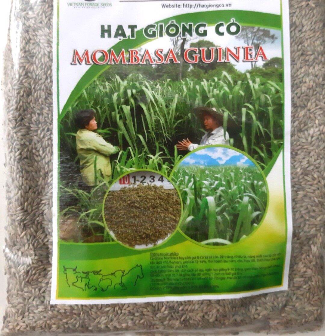 1KG CỎ SẢ LÁ LỚN MOMBASAGHINE