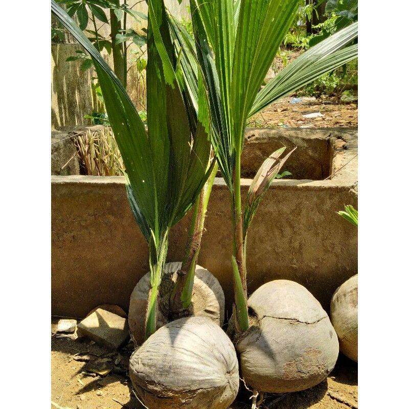 CÂY GIỐNG DỪA SÁP ĐẶC  NHIỀU CƠM.