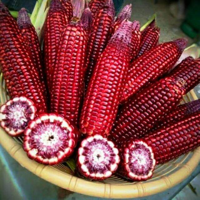 hạt giống bắp nữ hoàng đỏ - gói 20 hạt.