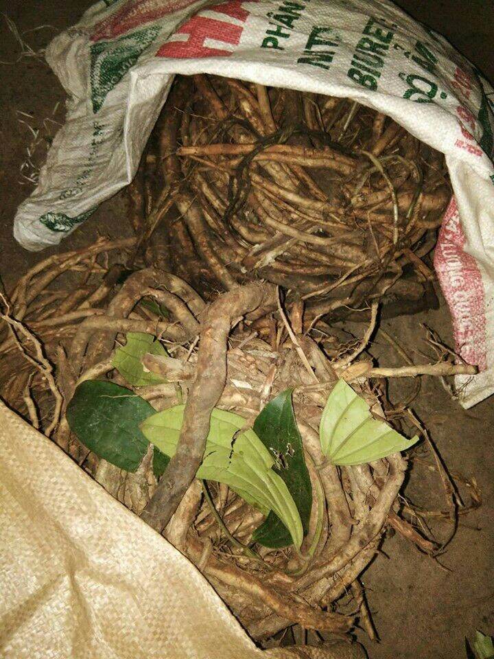 1kg rễ sâm xuyên đá