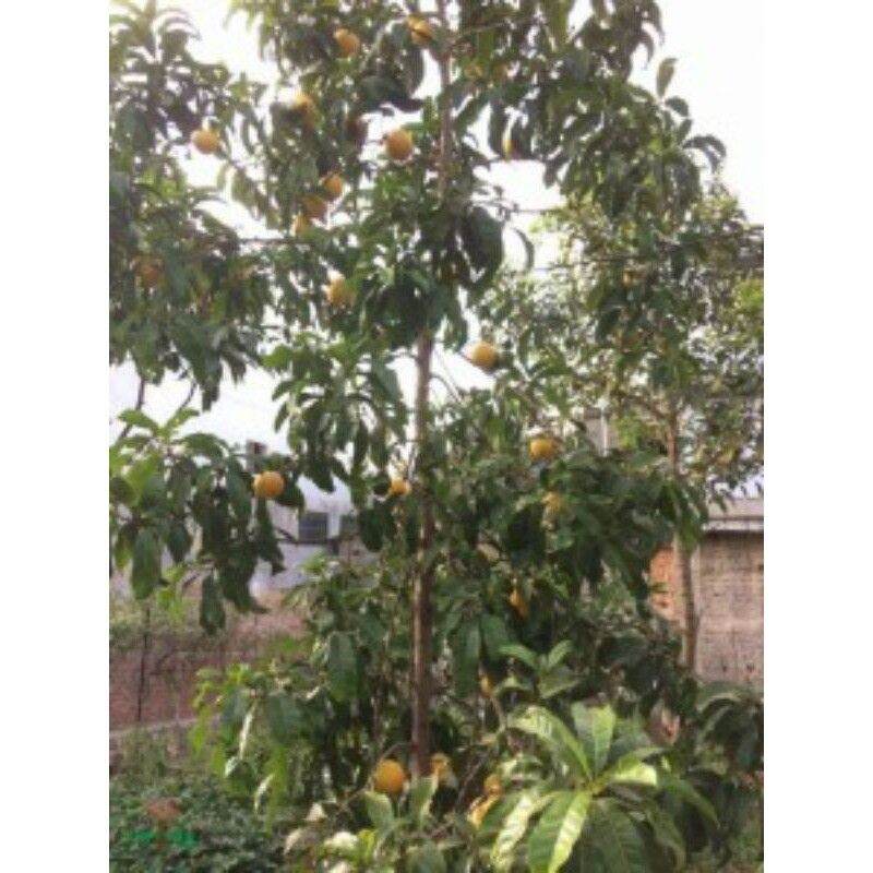 cây giống vú sữa hoàng kim (ảnh thật 3 năm cho trái)
