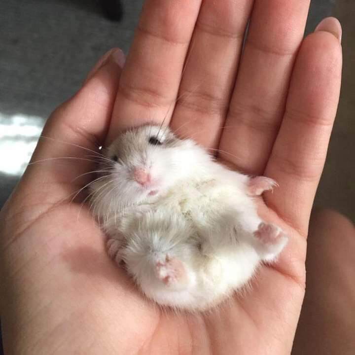 1kg Thức ăn cho chuột hamter 🐀như hình !!