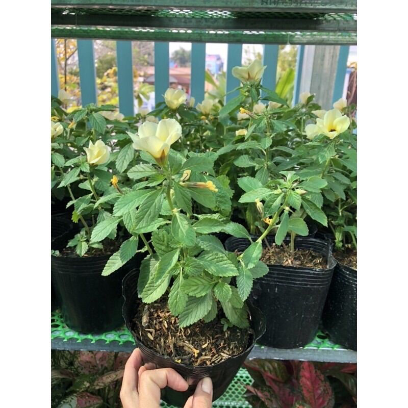 Cây đông hầu trắng