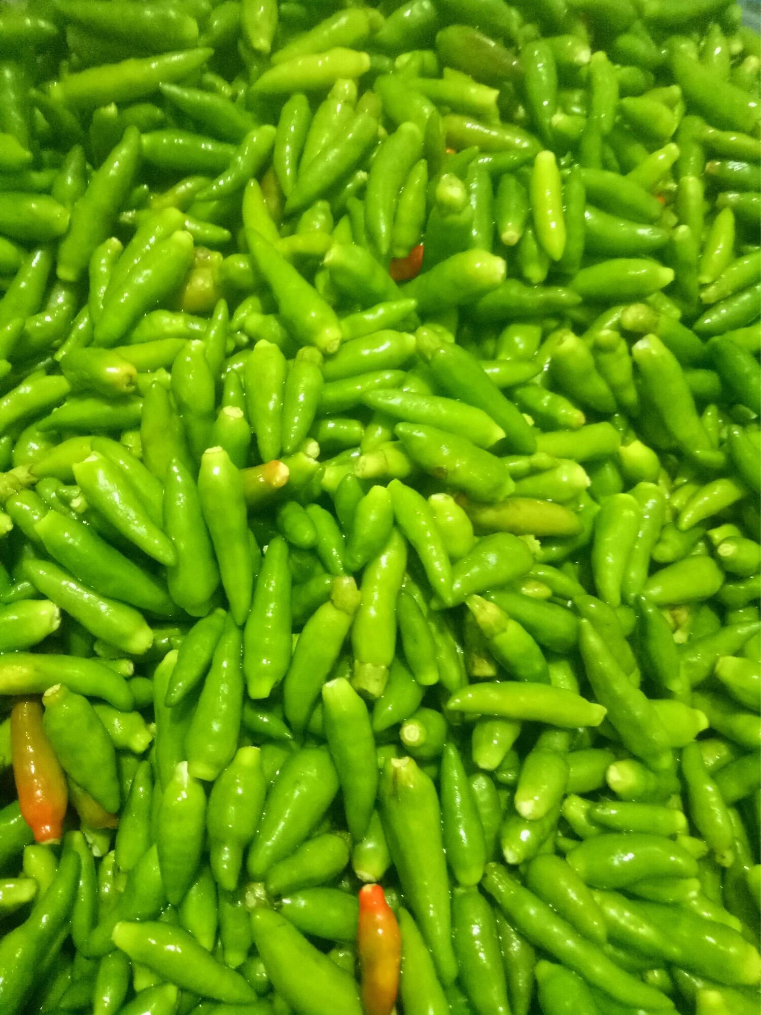 Ót sóc tỏi muối Lọ 400g =100k