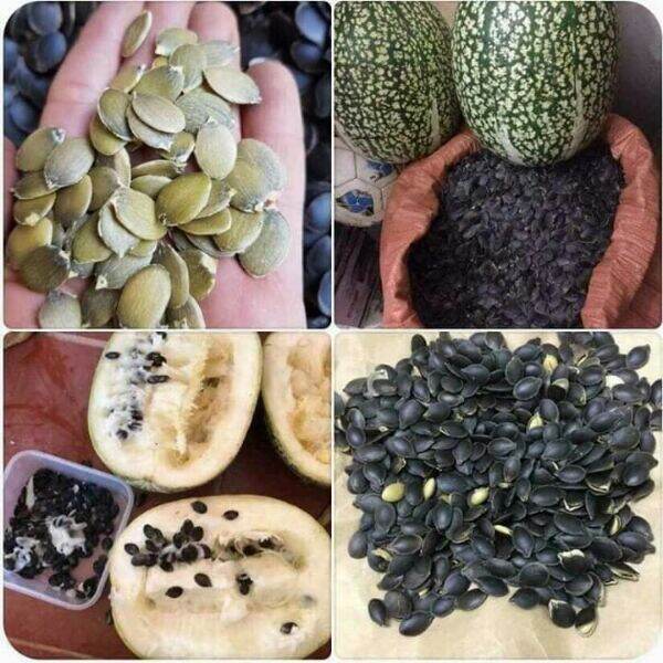 500g hạt bí mèo đen