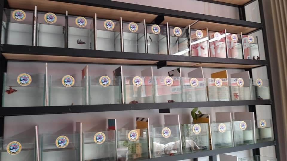 Hồ Cá Betta 15.10.15