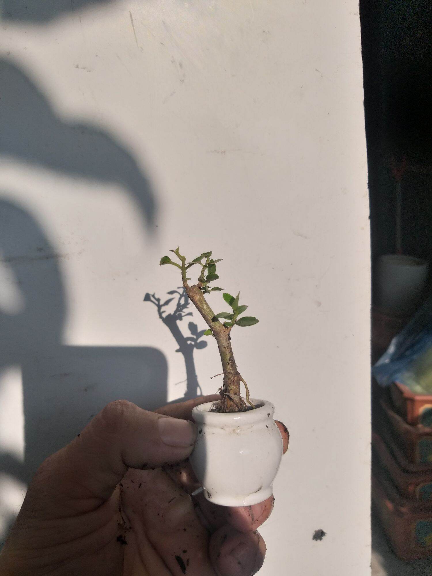 [HCM]Sam hương bonsai siêu mini Có chậu