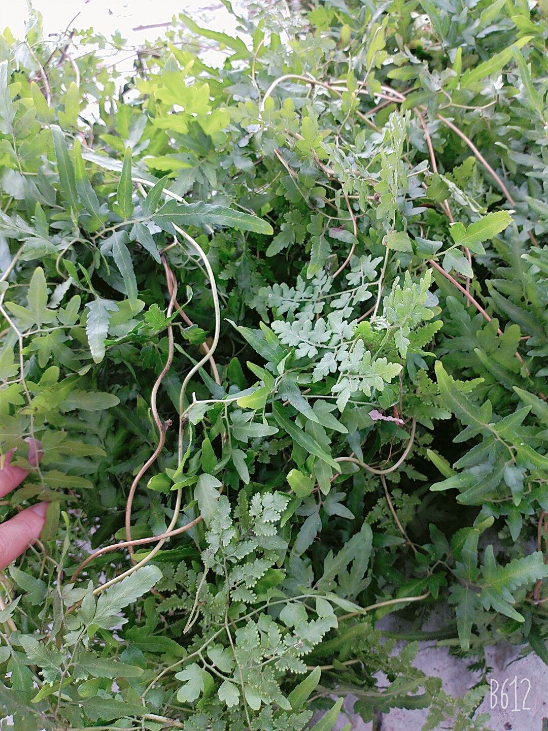 dây bòng bong khô 1kg (kin hải sa)
