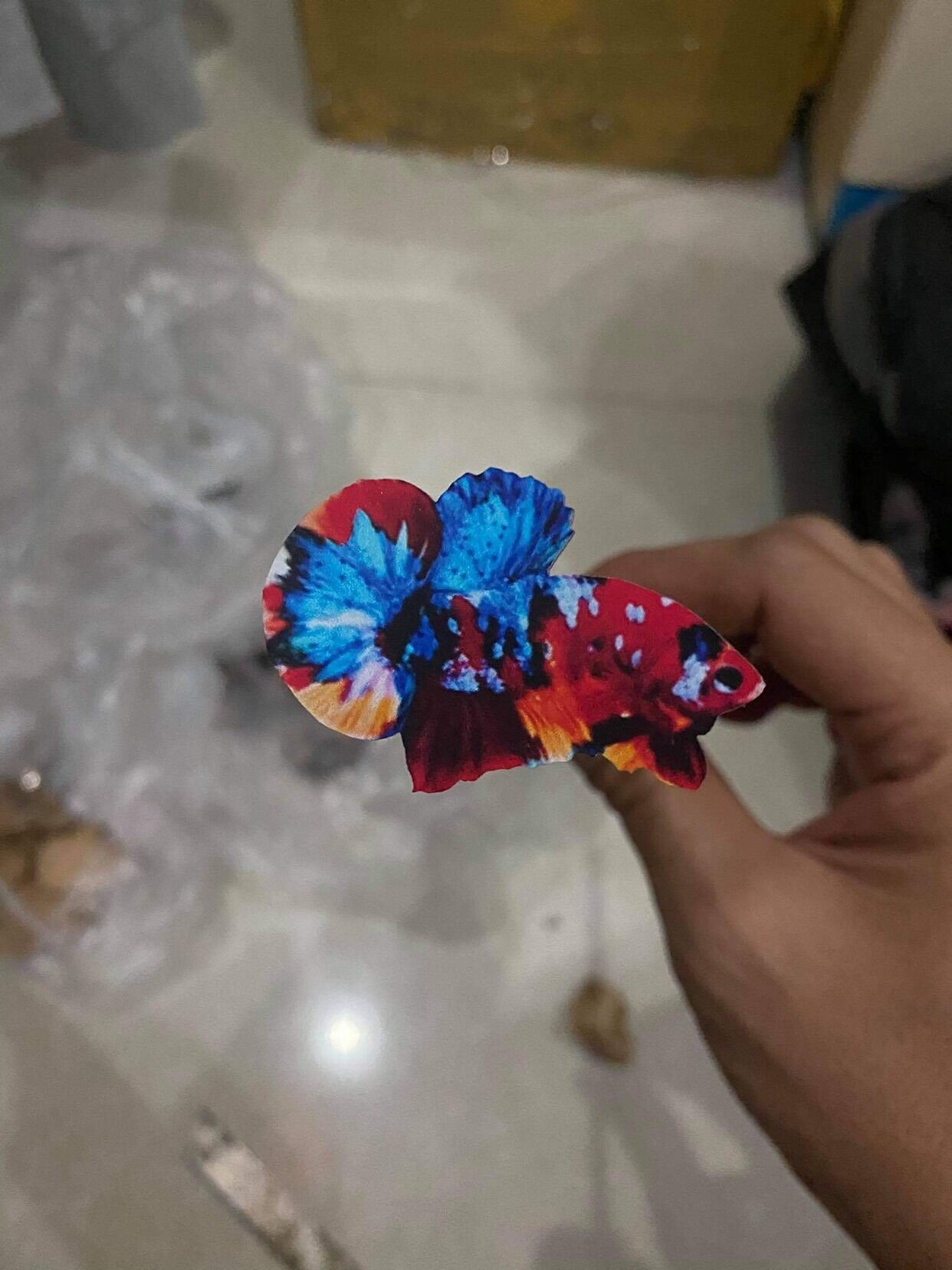 Cây kè cá betta mô hình koi red galaxy