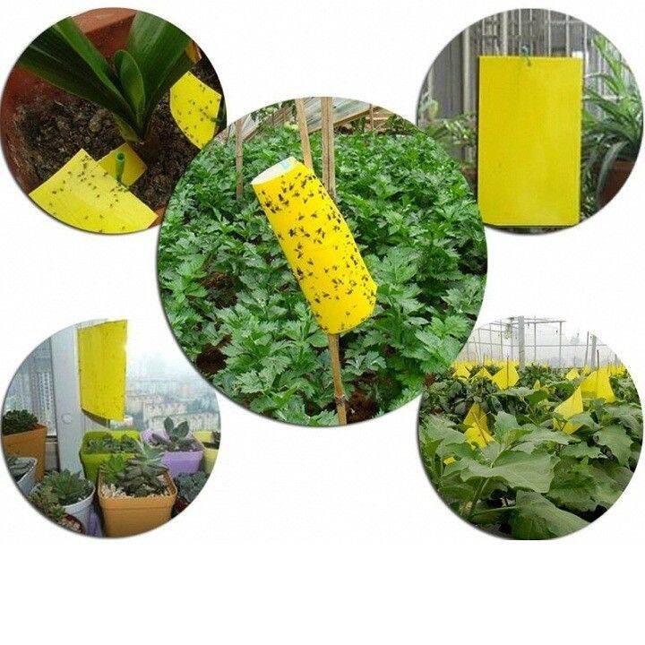 Set 5 miếng dán bẫy côn trùng, ruồi vàng, bướm mắt đỏ, ngài mắt đỏ (An Phát) bảo vệ vườn rau quả hoa màu hiệu quả không độc hại