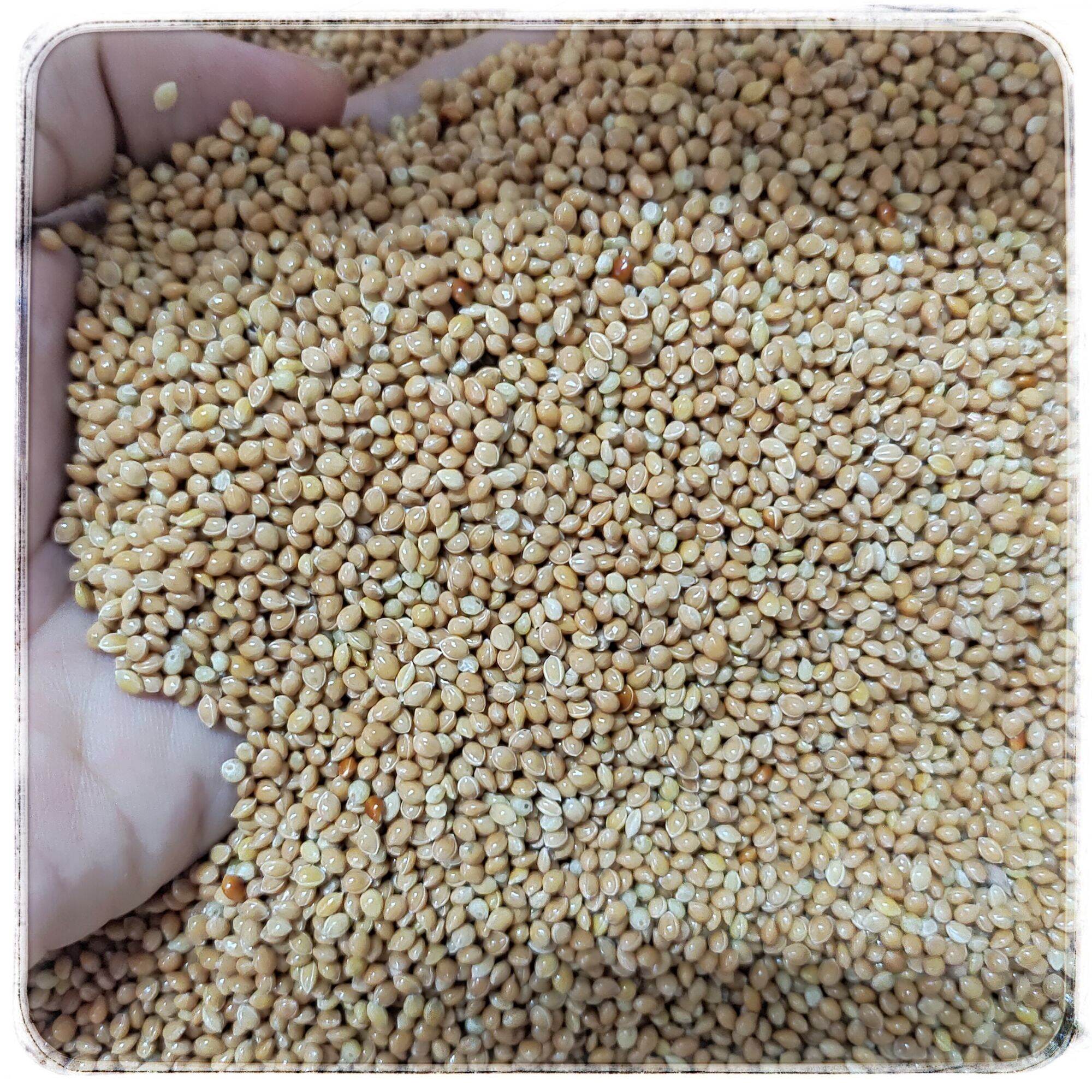 Kê hạt vàng- Thức ăn hamster, chim, vẹt,yến, phụng