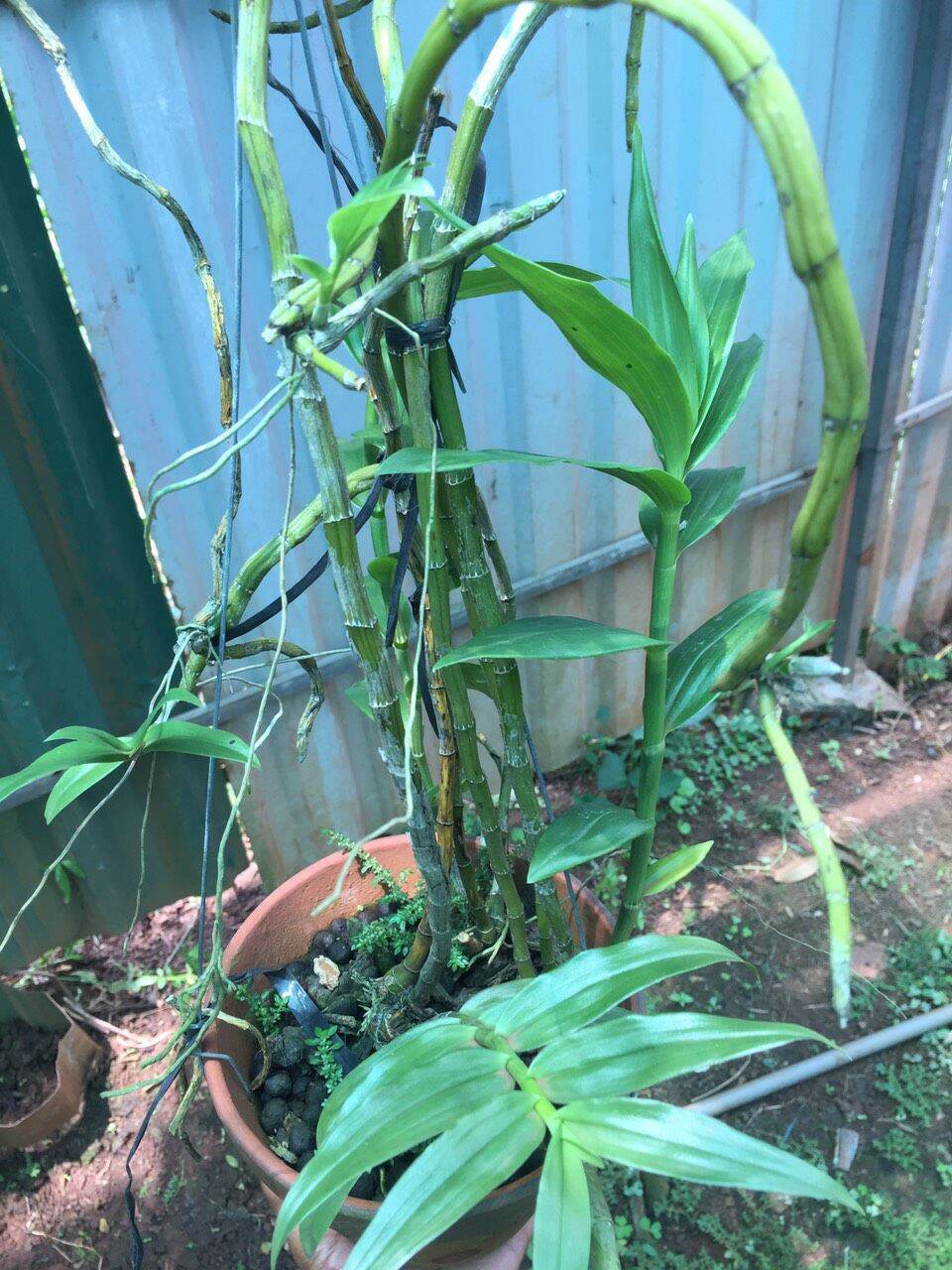 Hoa lan phi điệp vàng