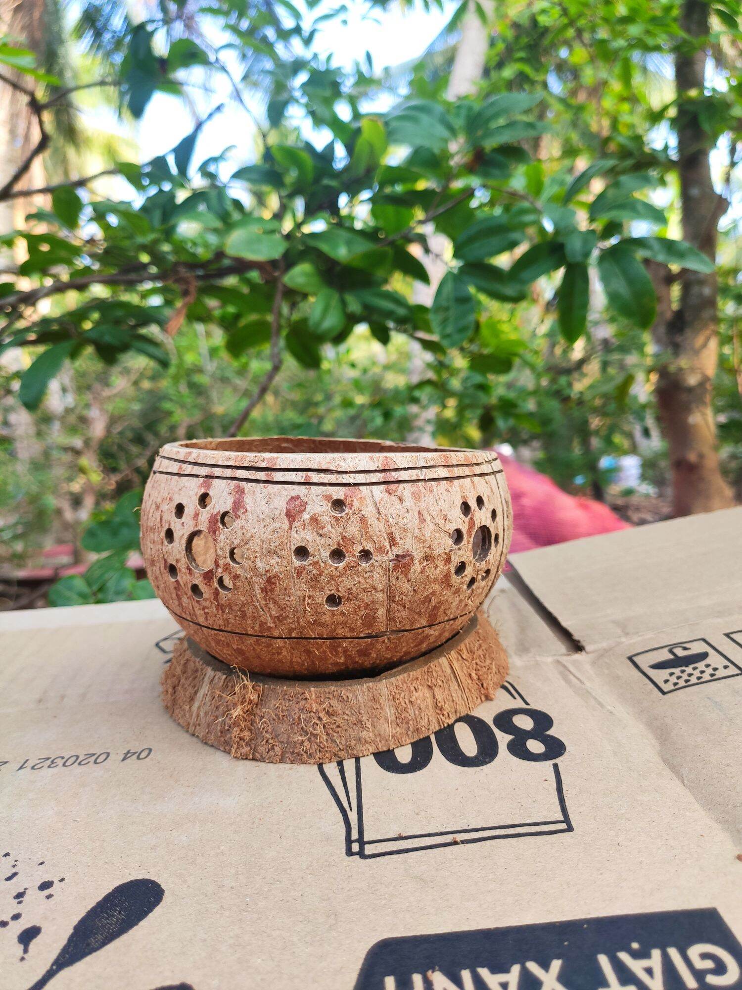 Chậu trồng cây gáo dừa
