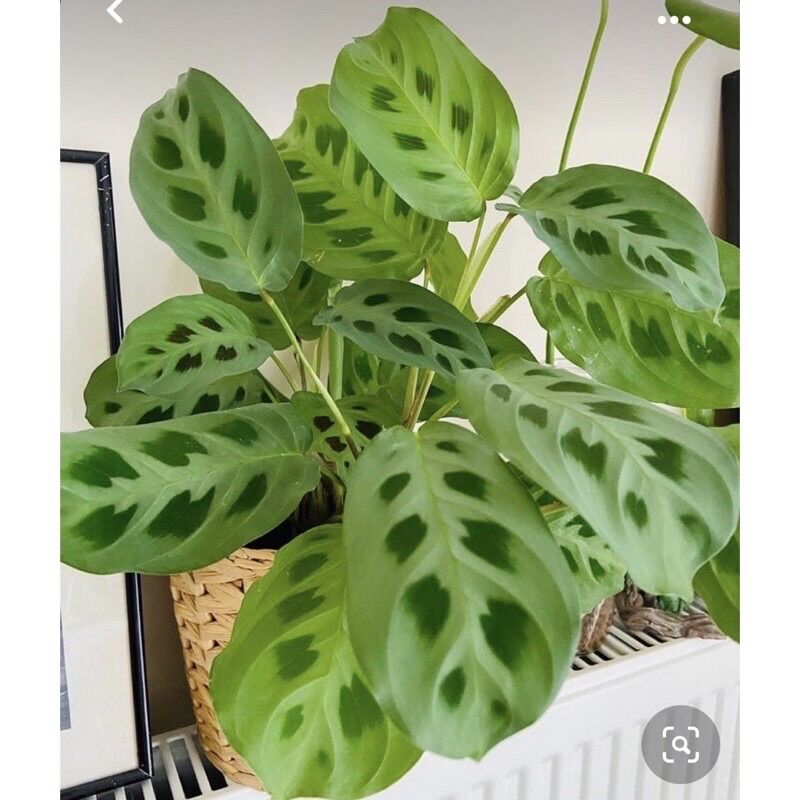 Cây Đuôi công Green Maranta