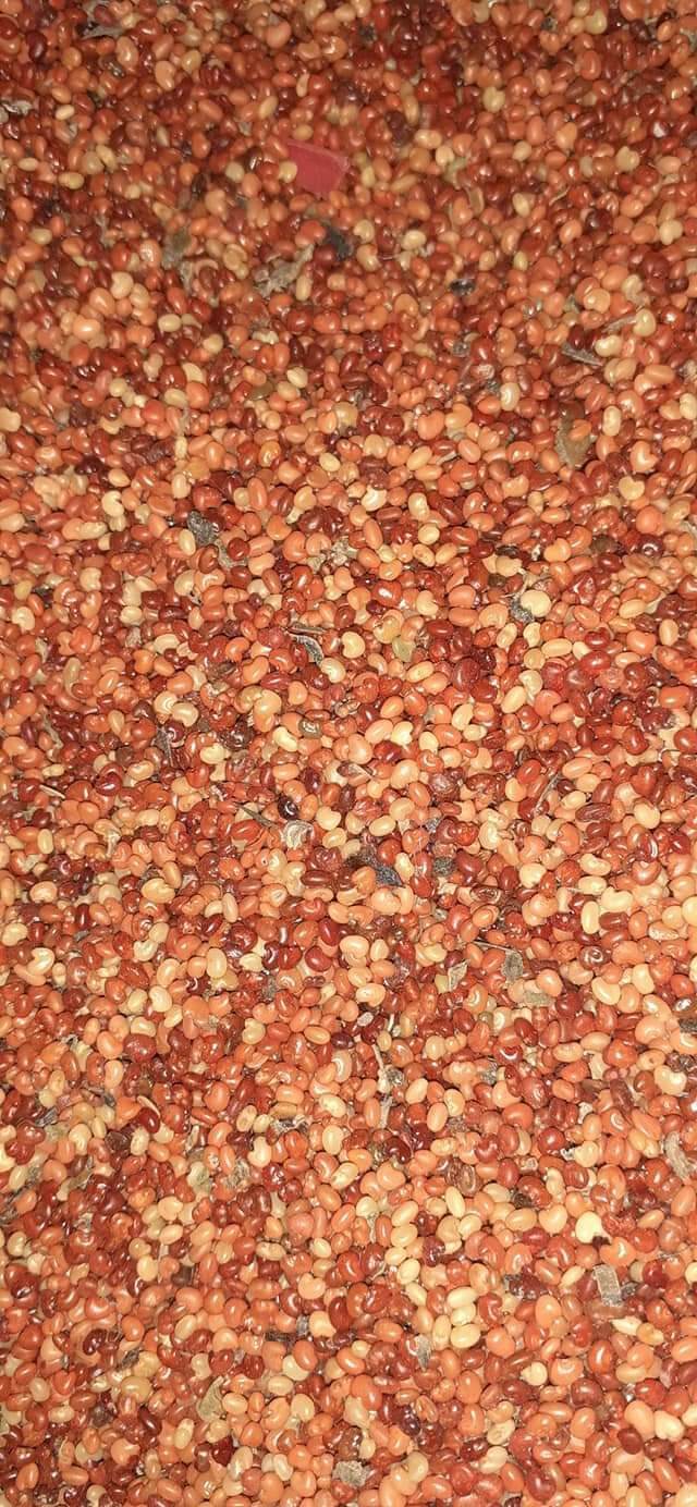 1kg Hạt muồng vàng nhỏ