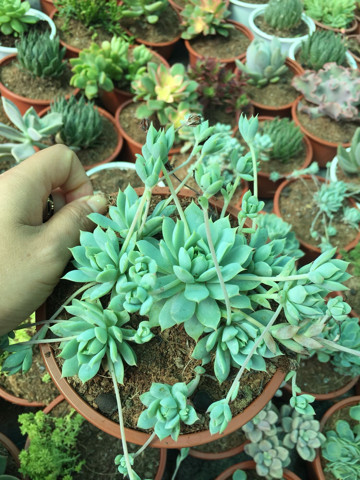 Sen đá dù kim size lớn