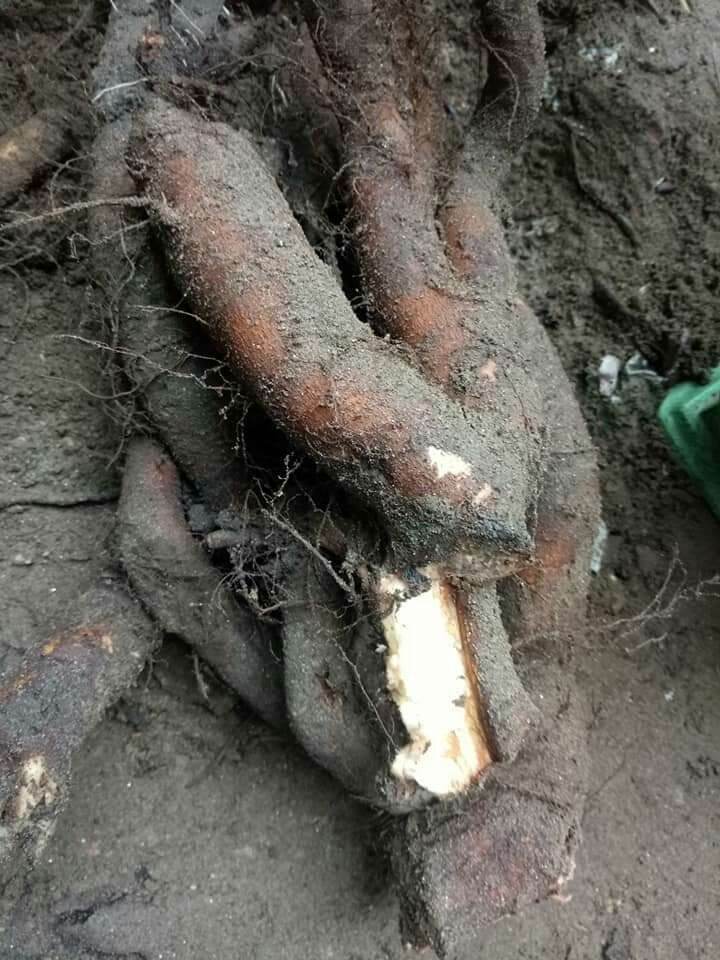 củ gai tươi an thai 1kg