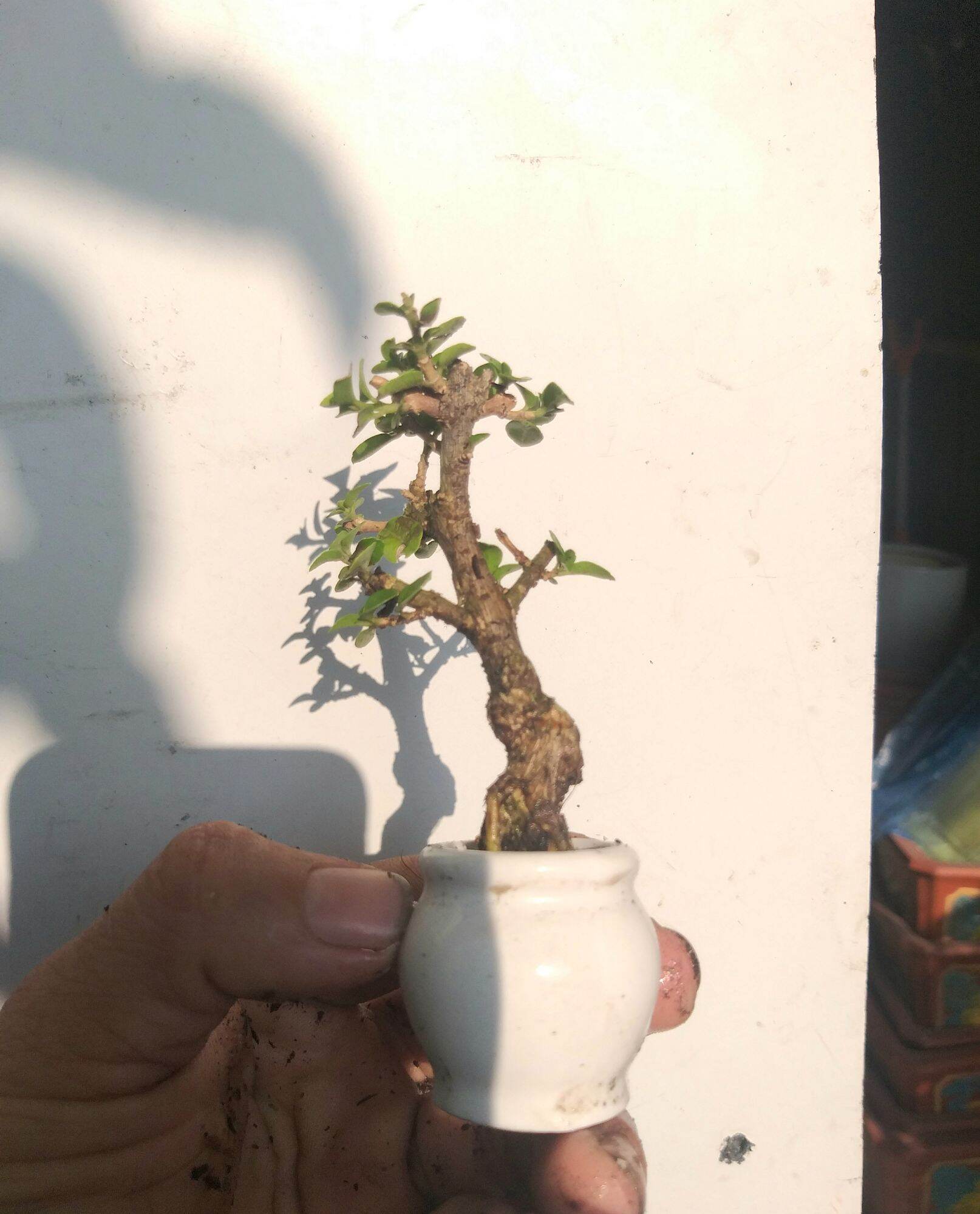Sam hương bonsai siêu mini Có chậu