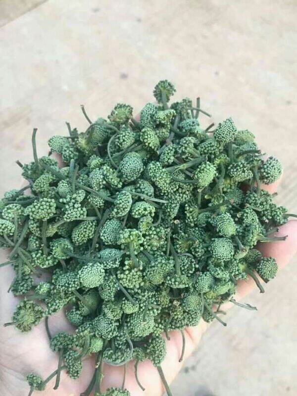 500g nụ tam thất bao tử