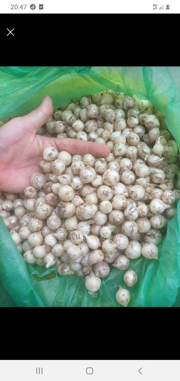 500gr hành tăm Nghệ An củ to tròn mẩy chắc
