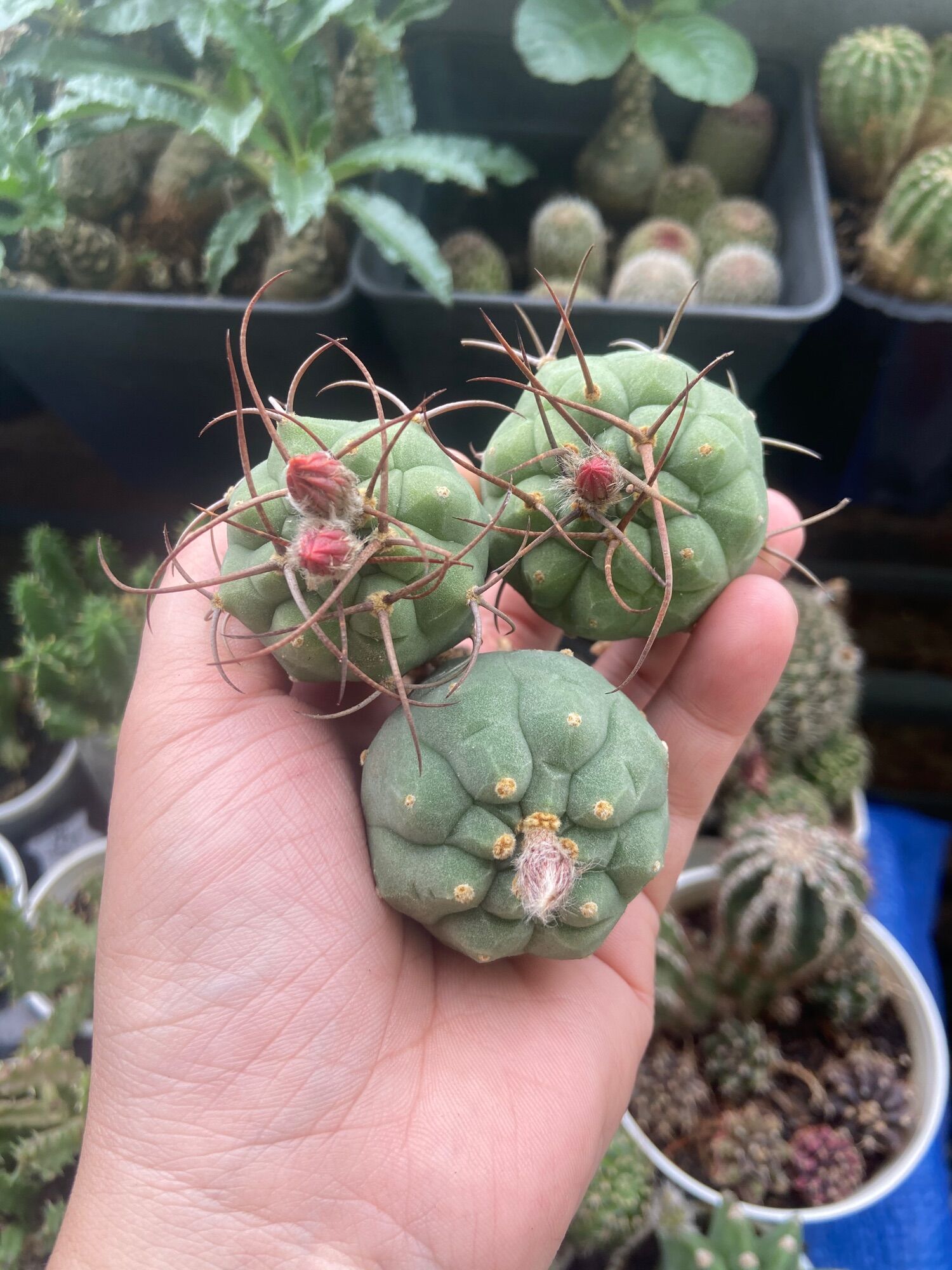 [HCM]Xương Rồng Matu Vườn Ươm