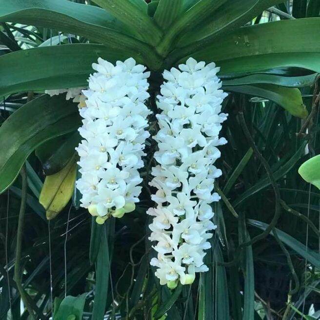 Lan cattleya màu 2 , 1 cốc