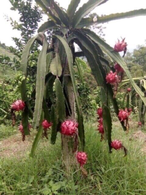 Cây giống thăng Long ruột đỏ
