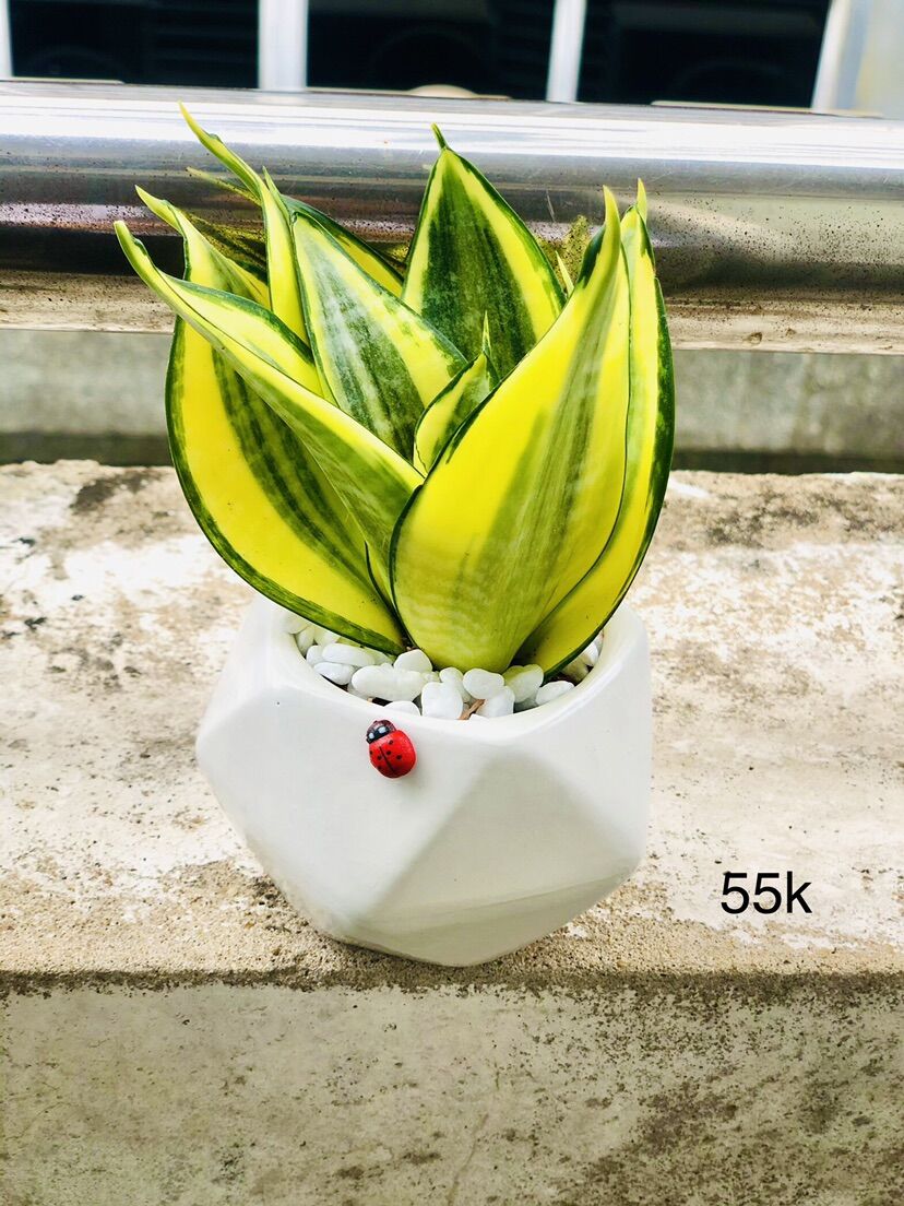Chậu sứ trắng lưỡi hổ thái