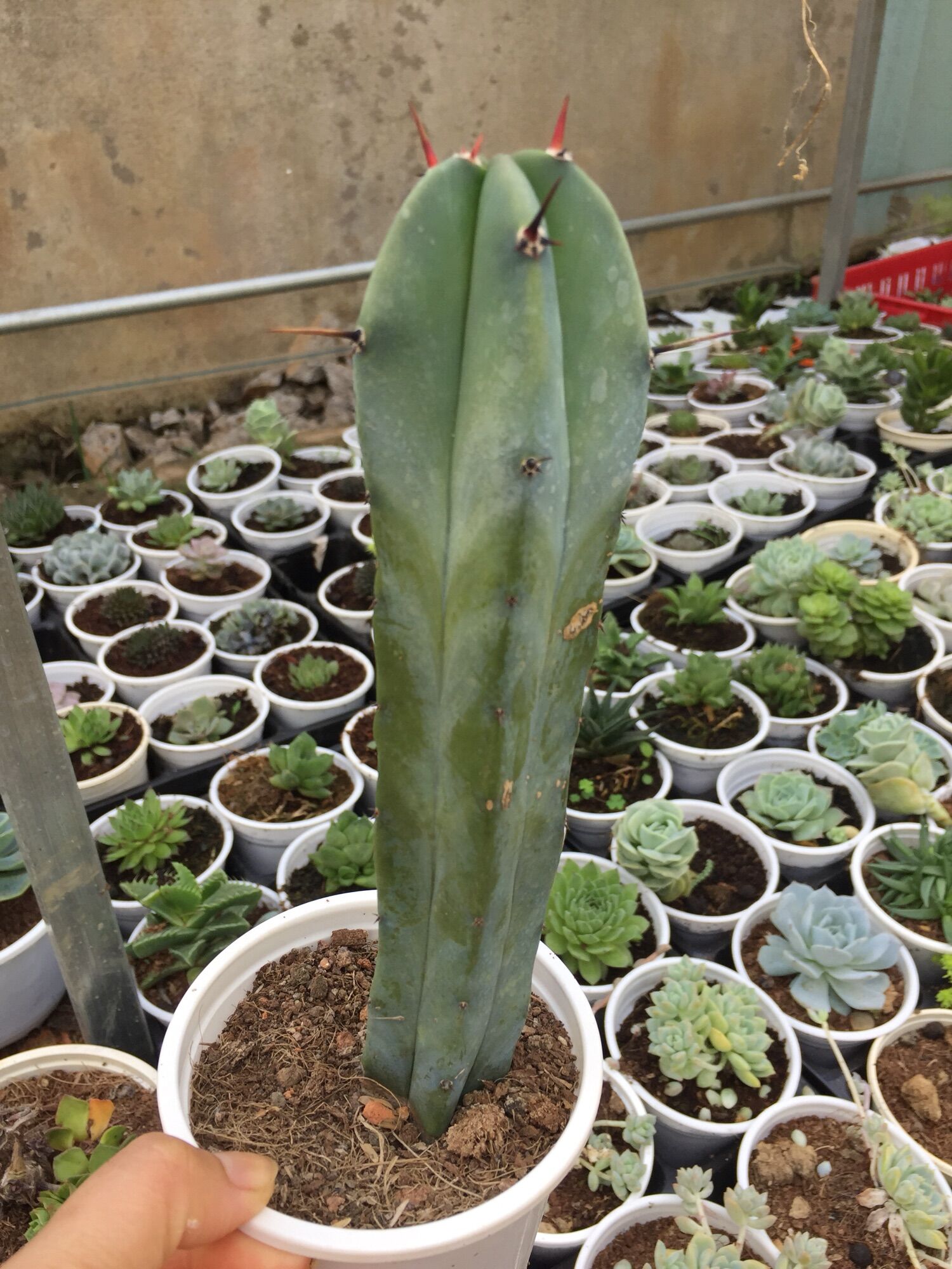 Xương Rồng Trụ Xanh