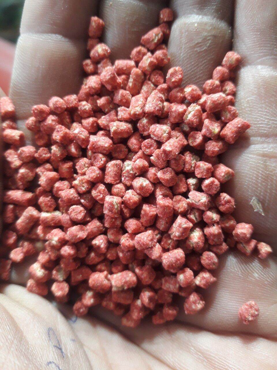 CÁM ỚT, THỨC ĂN CHO CHIM TẬP NÓI