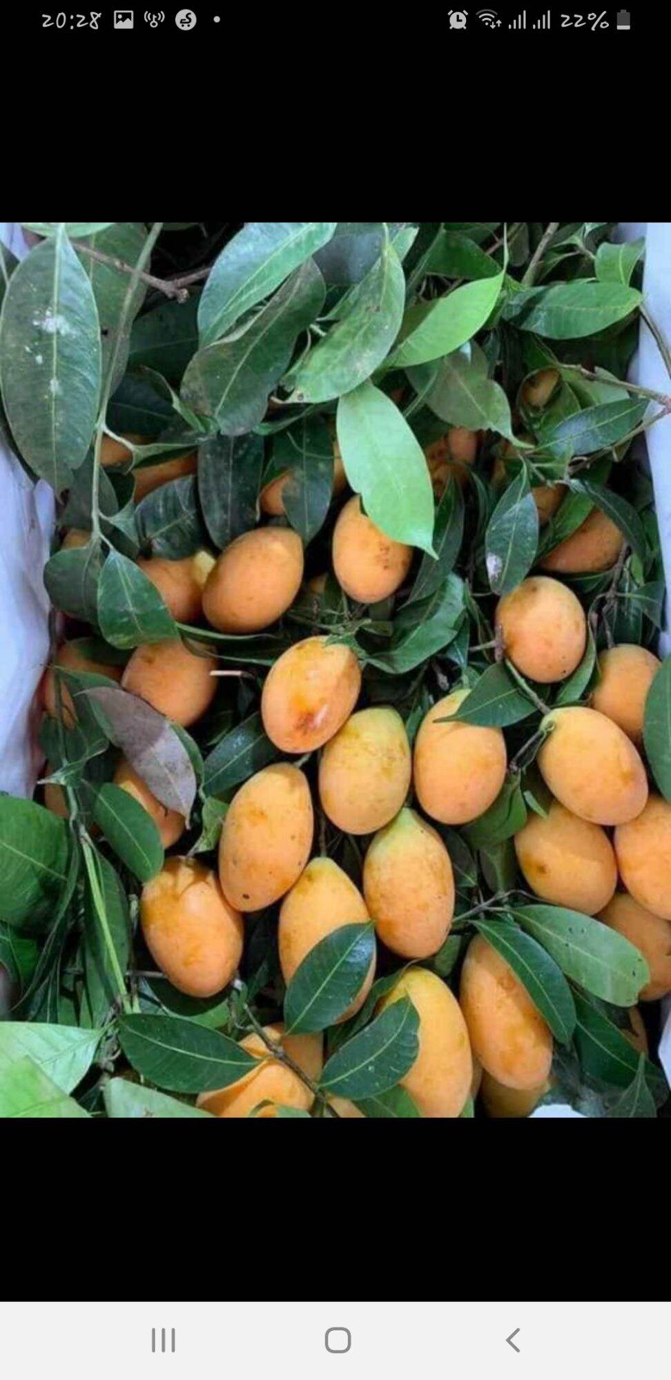 CÂY GIỐNG THANH TRÀ