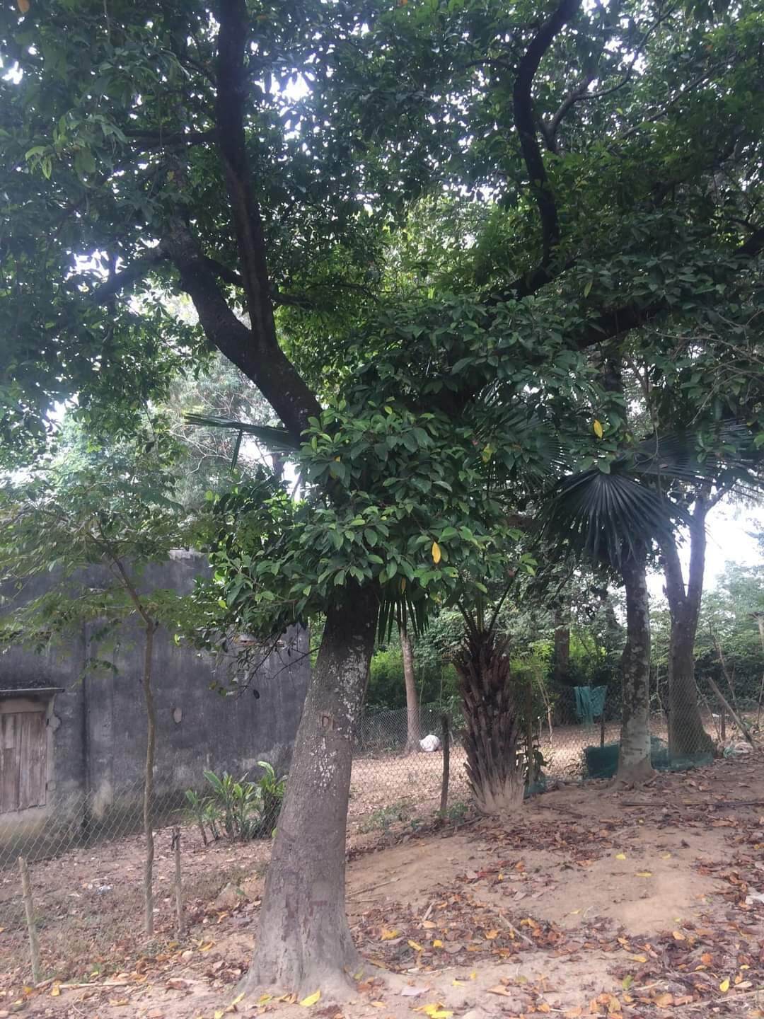 Cây Chay Giống
