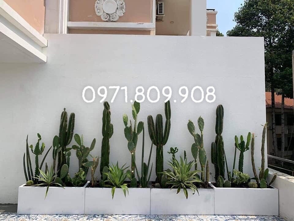 Xương rồng trụ đơn( loại 0,5m nhánh chưa mọc rễ )